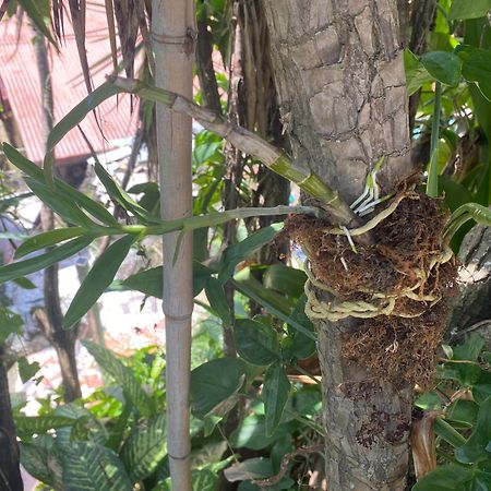 Owl House Hotel Piedades Екстериор снимка